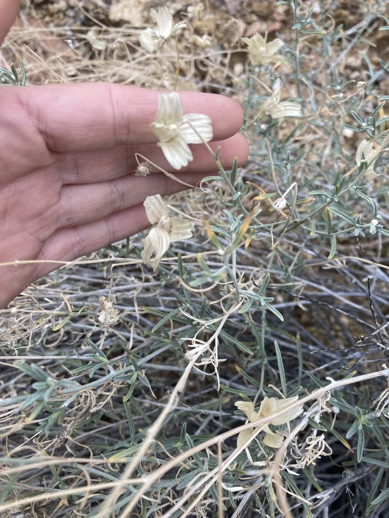 Psilostrophe Cooperi