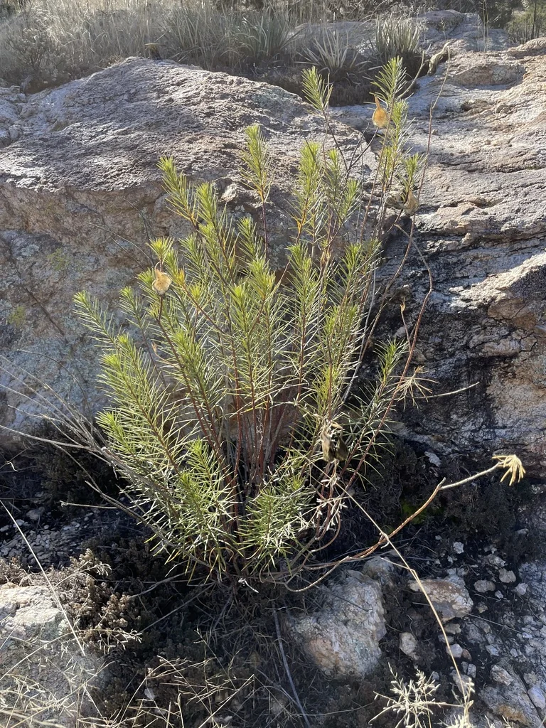 Asclepias Linaria
