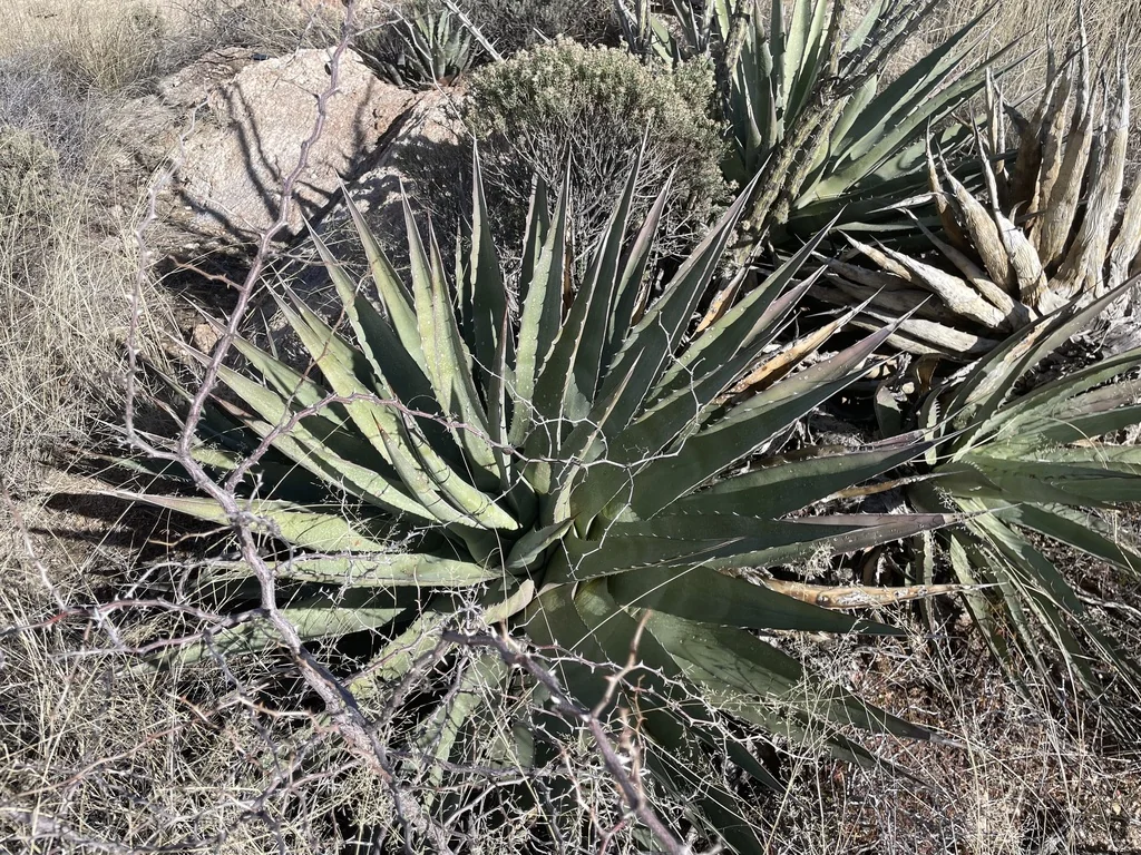 Agave Palmeri