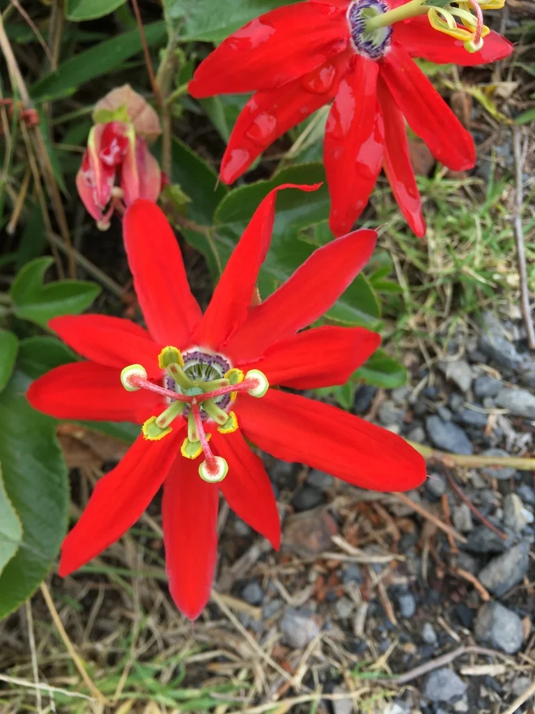 Passiflora Manicata