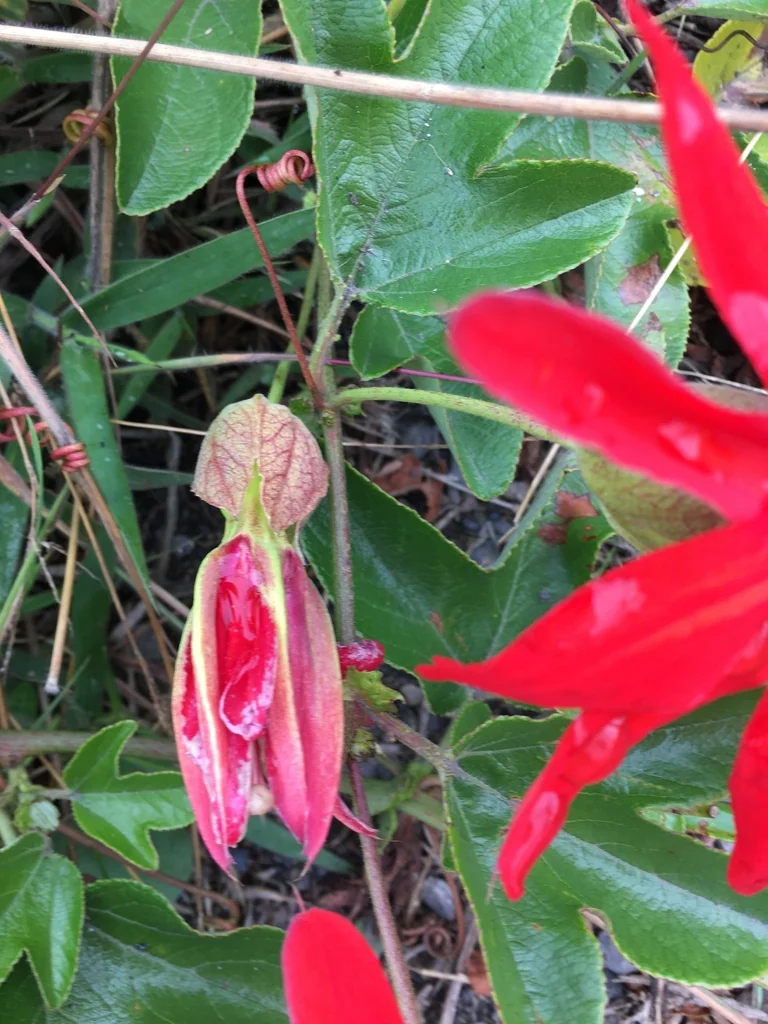 Passiflora Manicata