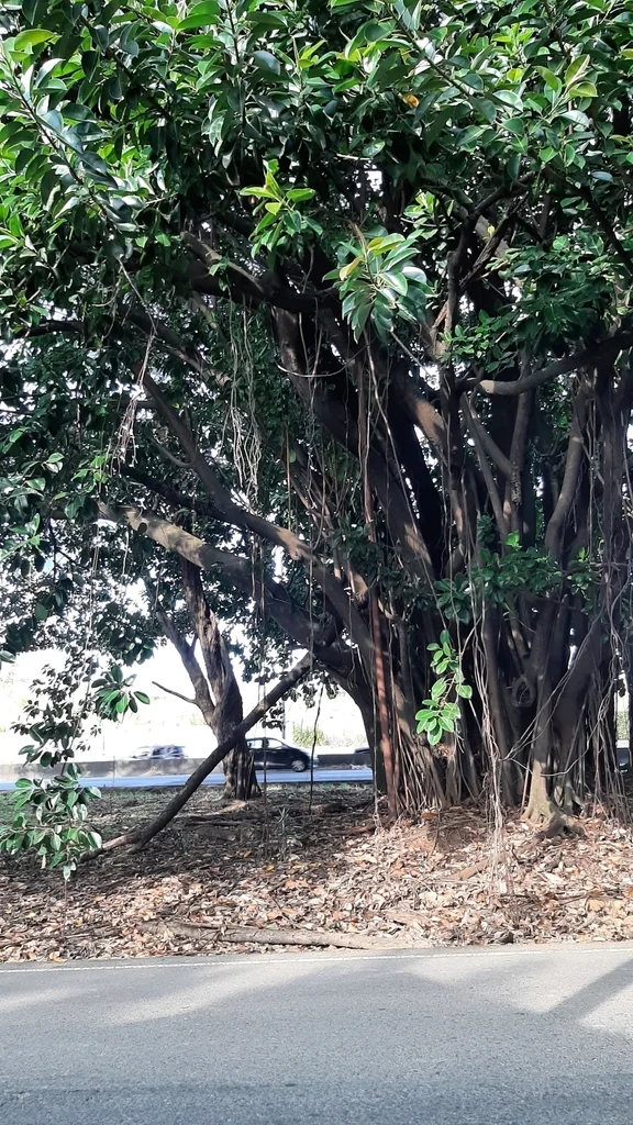 Ficus elastica
