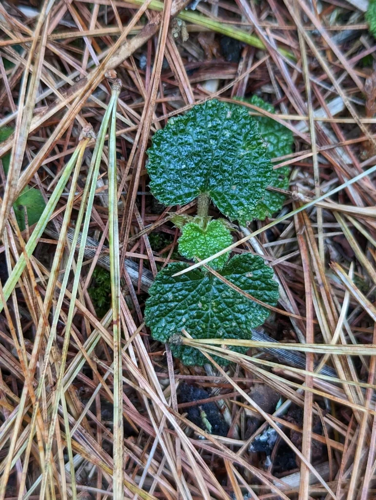 Rubus Pentalobus