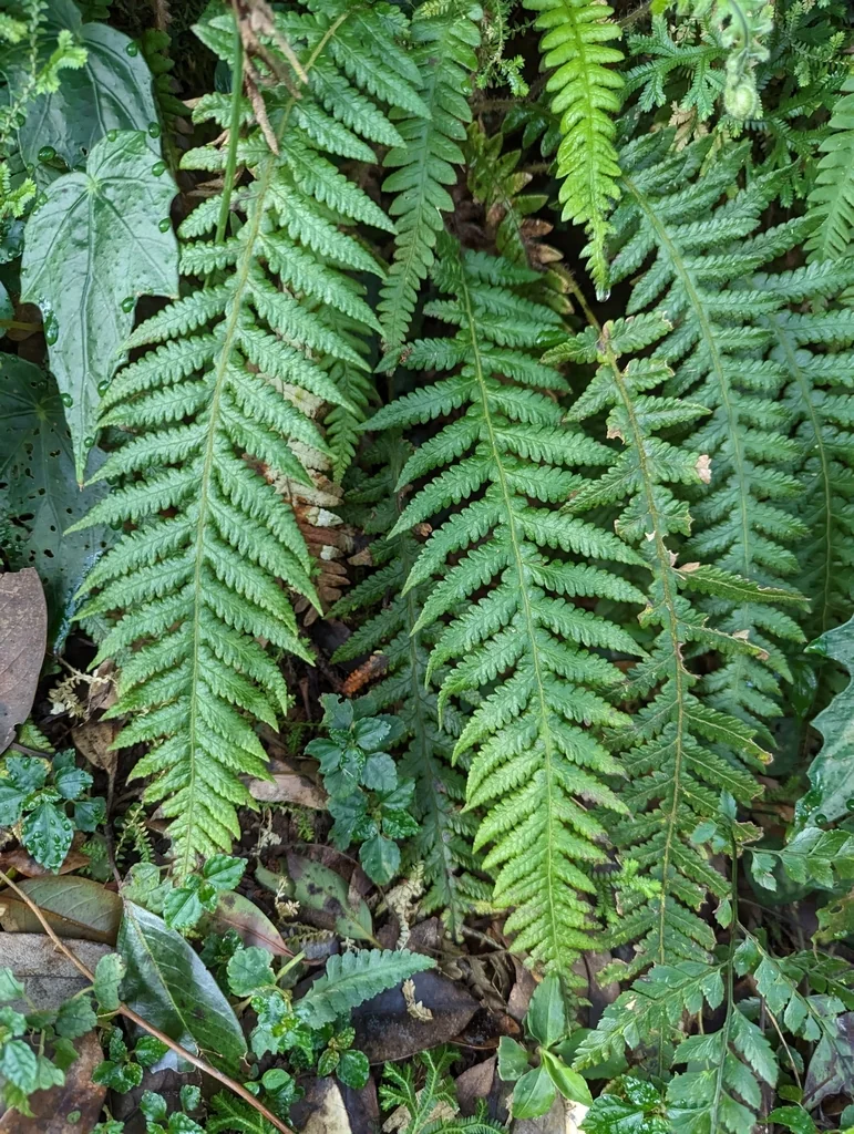 Thelypteris Decursive-Pinnata