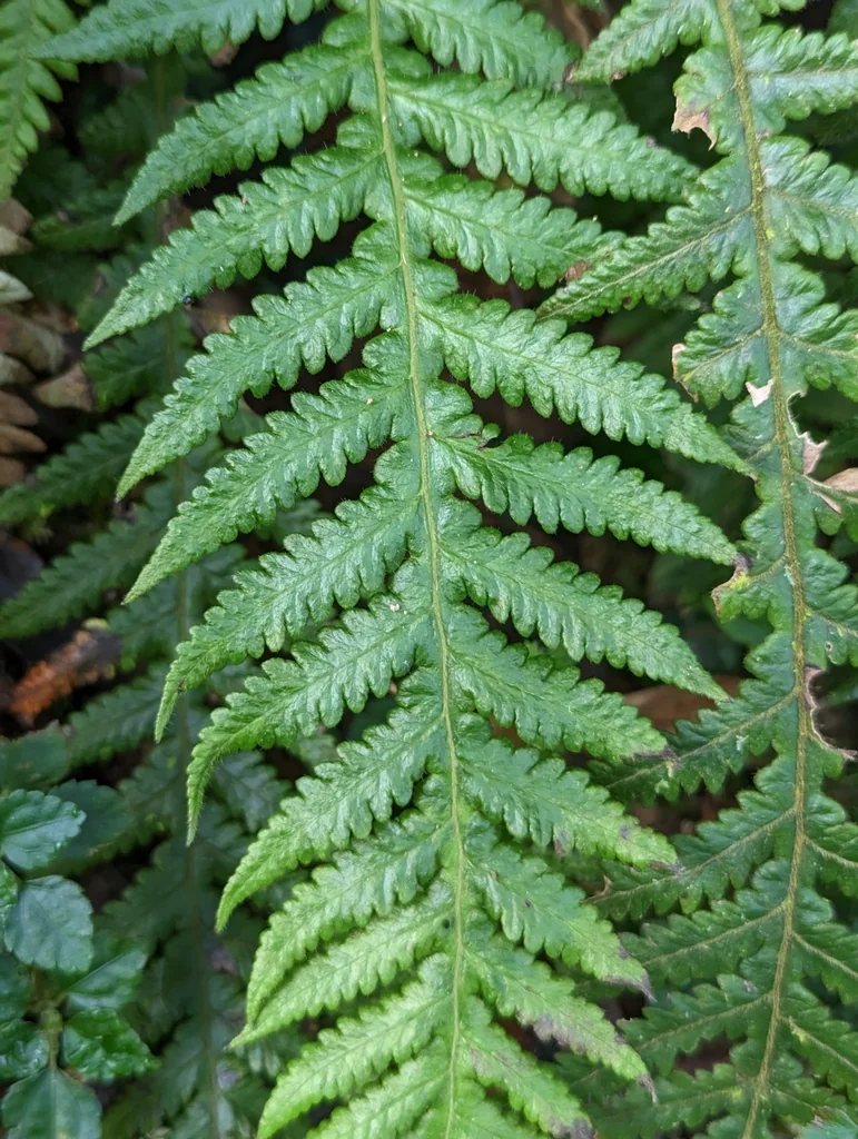 Thelypteris Decursive-Pinnata