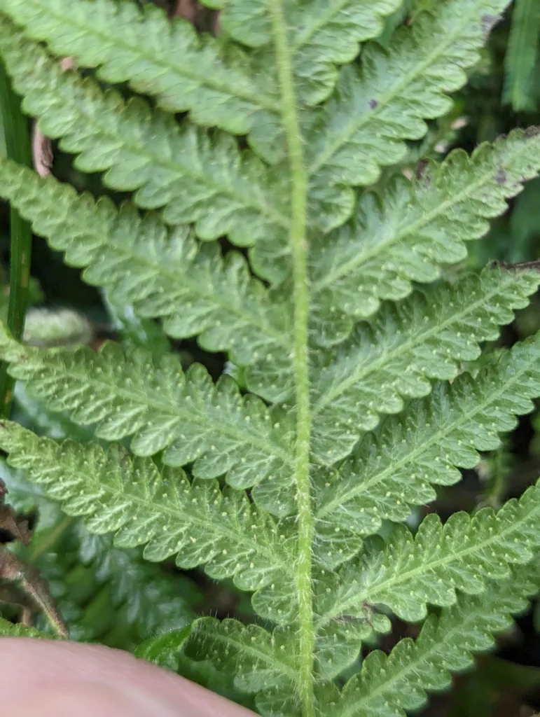 Thelypteris Decursive-Pinnata