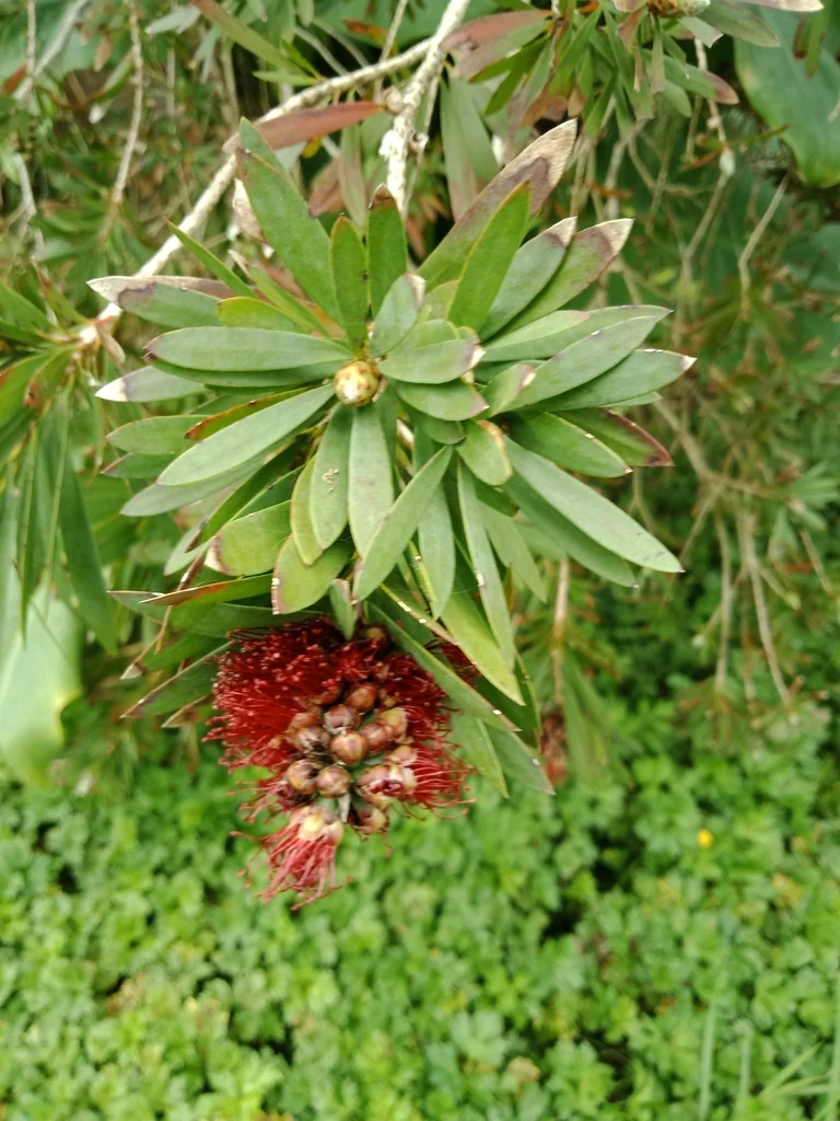 Callistemon Lanceolatus