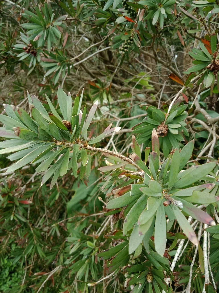 Callistemon Lanceolatus