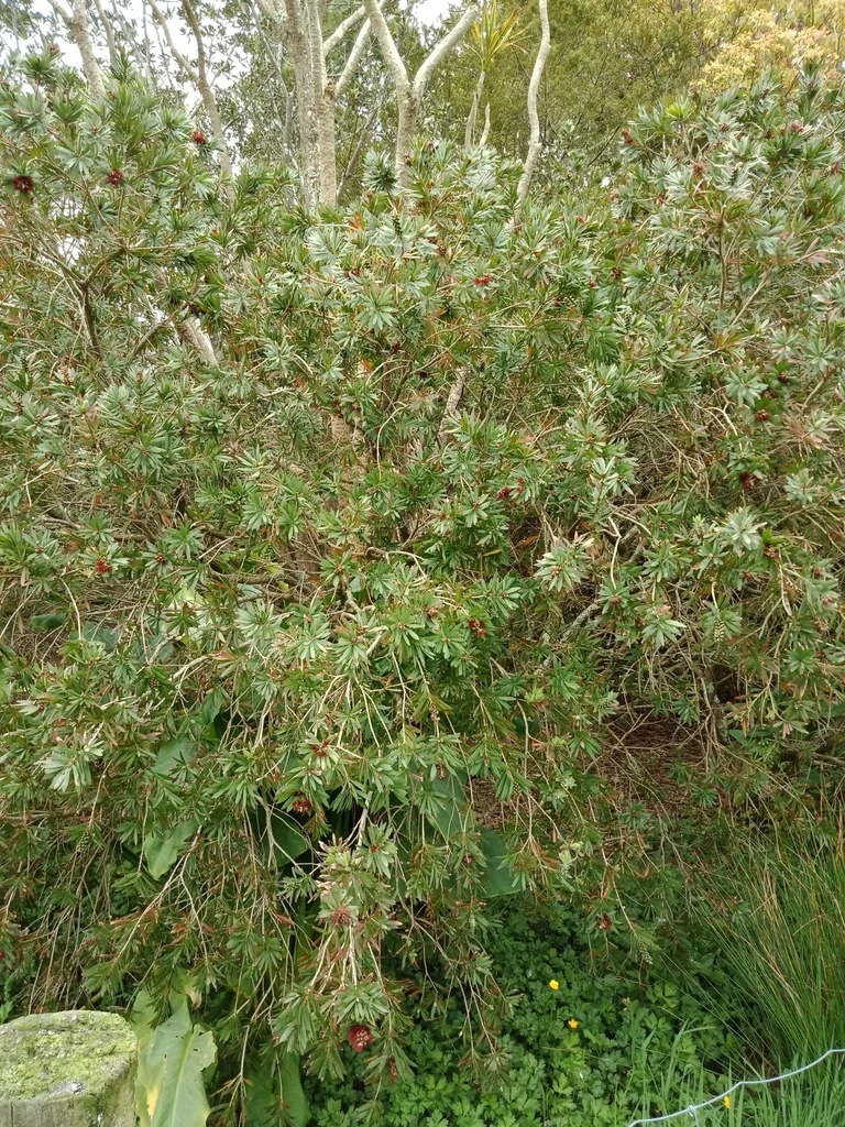 Callistemon Lanceolatus