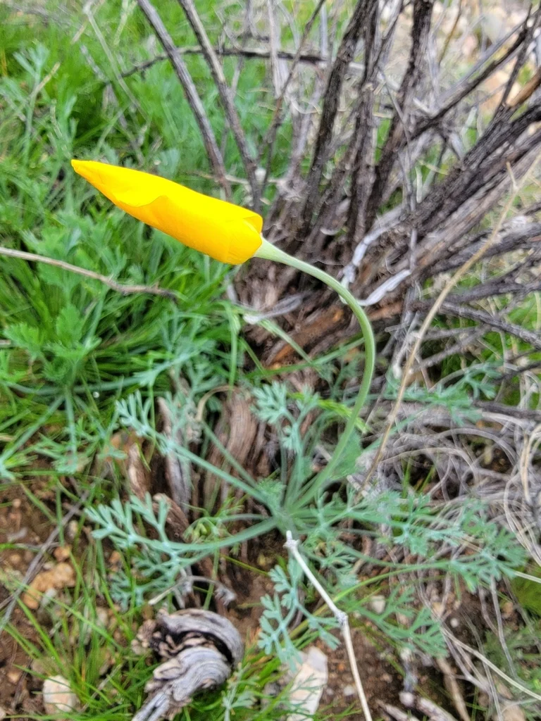 Eschscholzia Mexicana