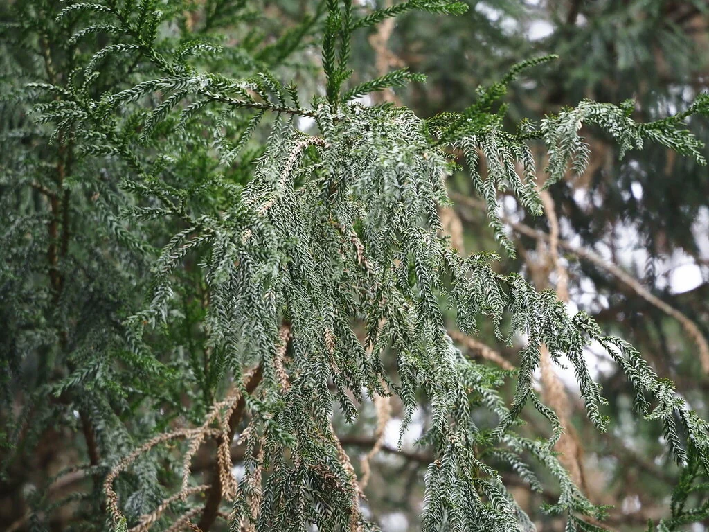 Taiwania Cryptomerioides