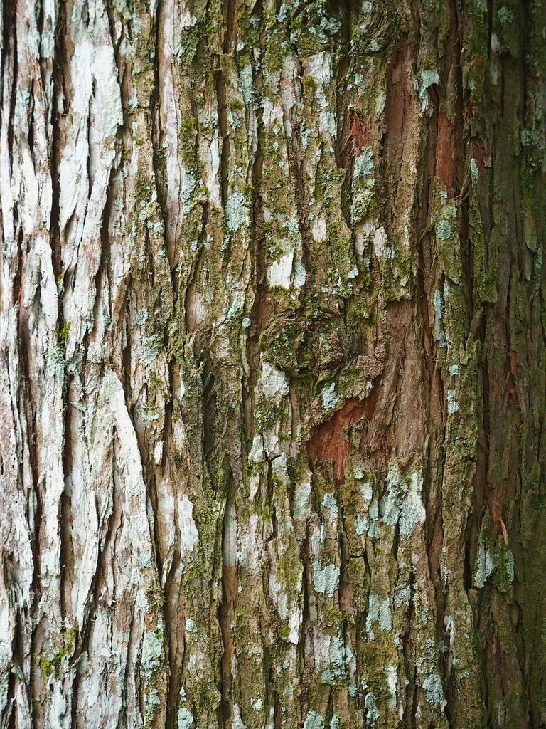 Taiwania Cryptomerioides