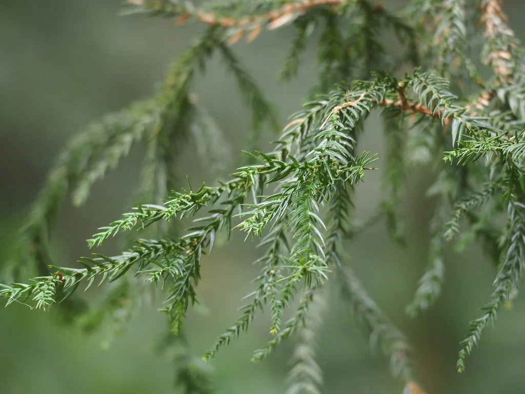 Taiwania Cryptomerioides