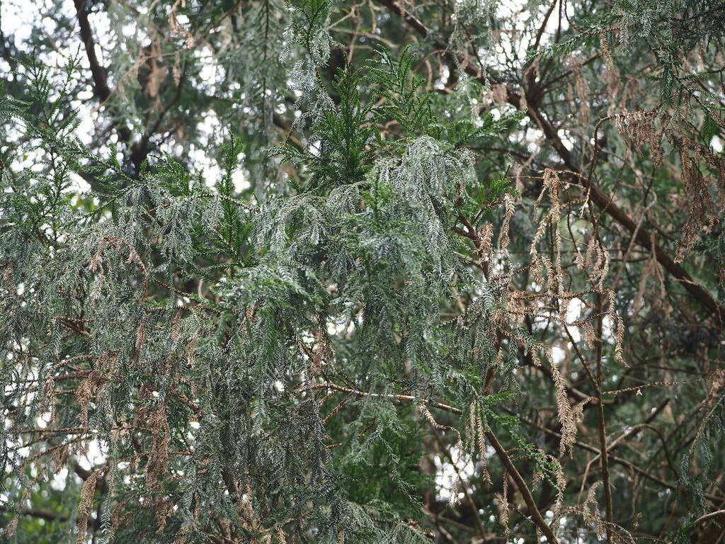 Taiwania Cryptomerioides