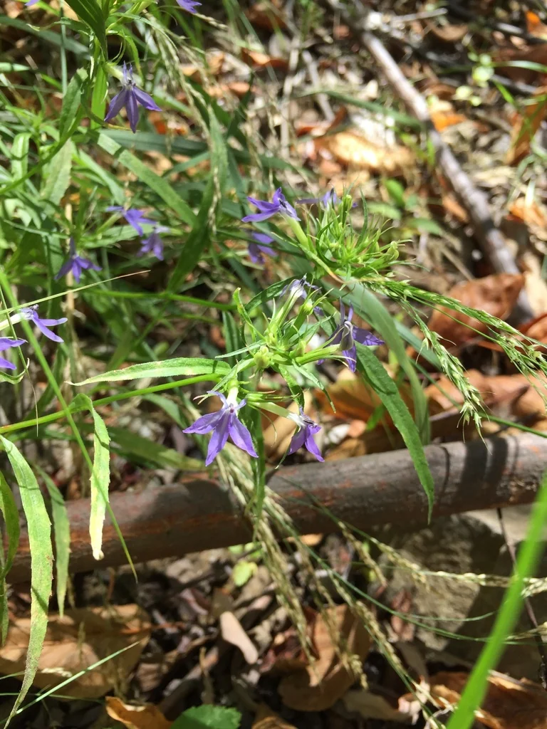 Lobelia Dunnii