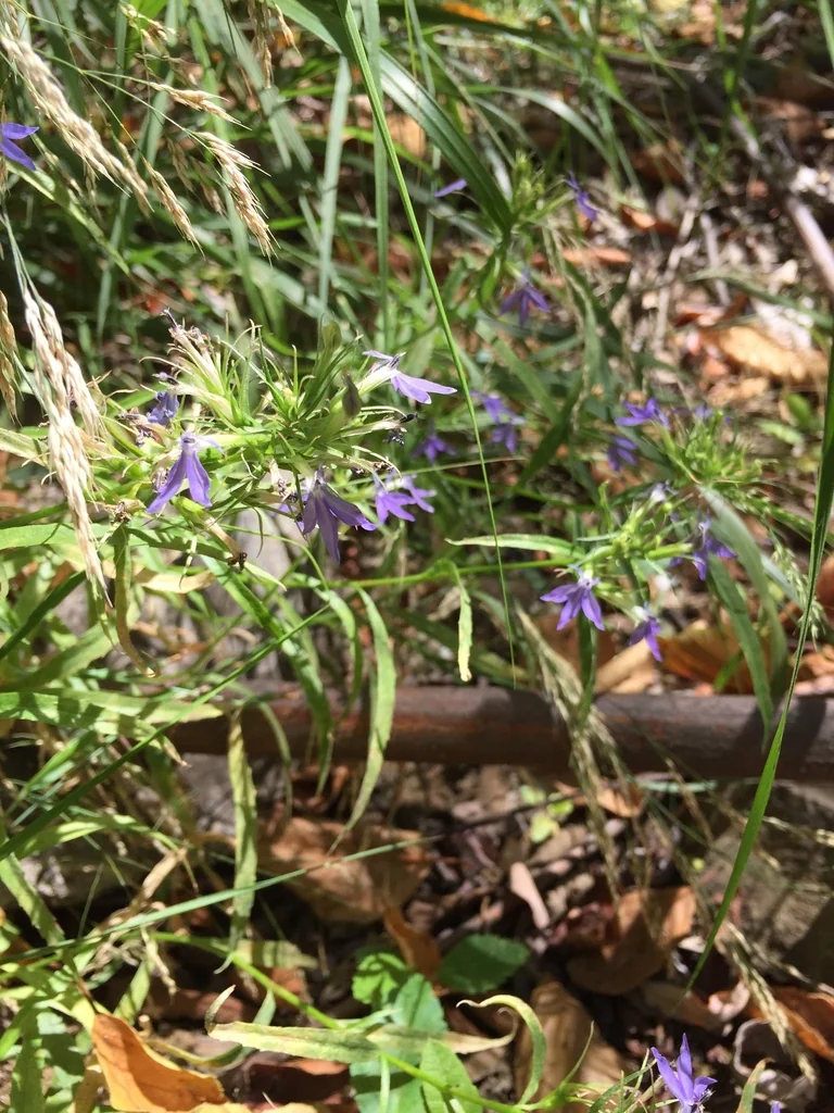Lobelia Dunnii