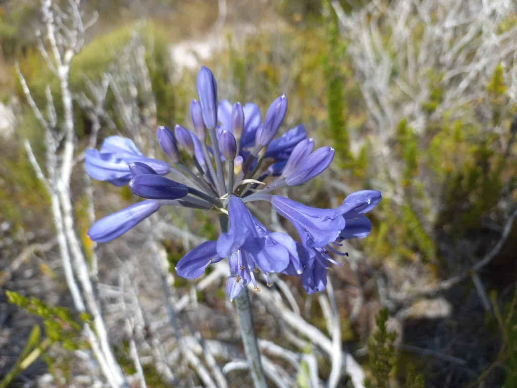 Agapanthus Africanus