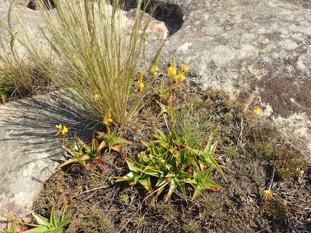 Bulbine Natalensis