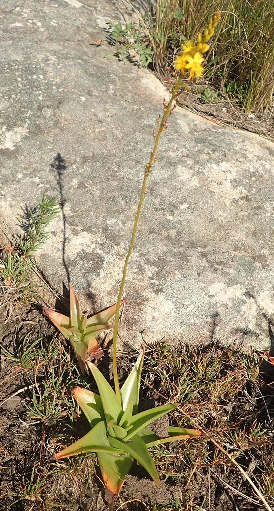 Bulbine Natalensis