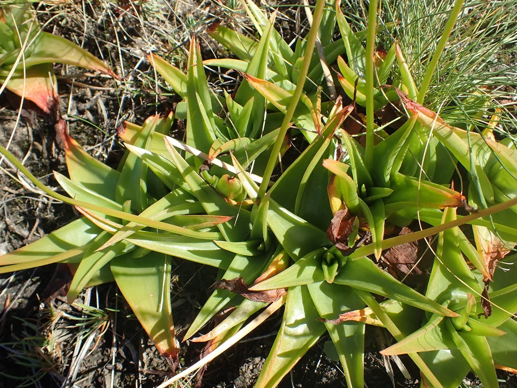 Bulbine Natalensis