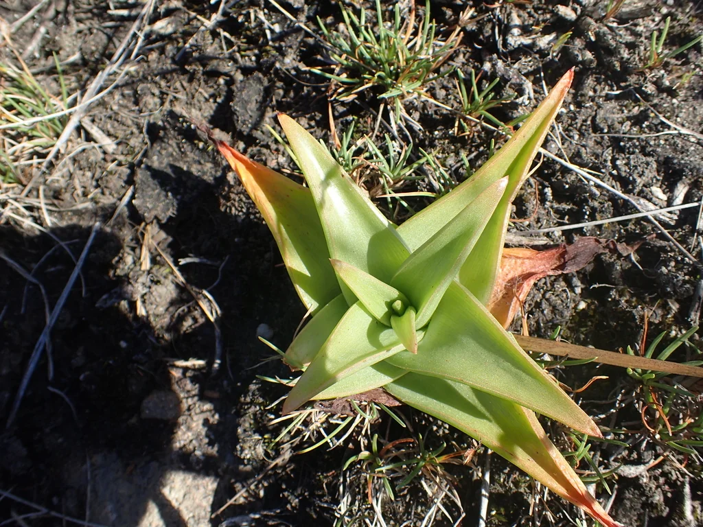 Bulbine Natalensis