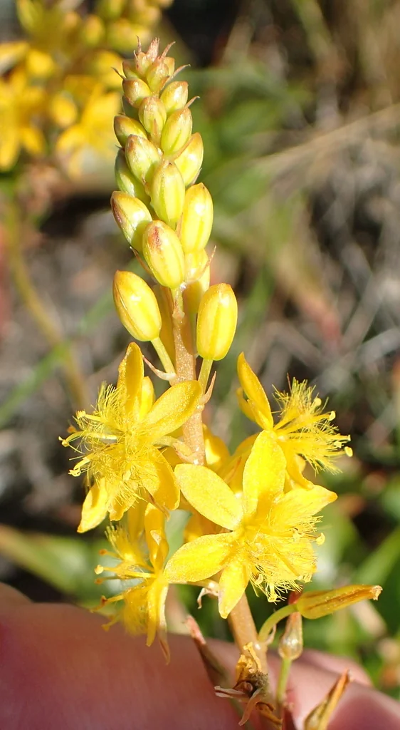 Bulbine Natalensis
