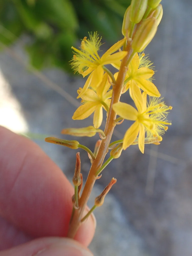 Bulbine Natalensis