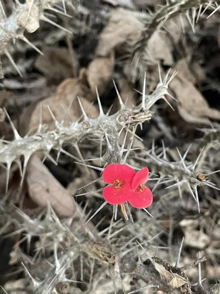 Euphorbia Milii