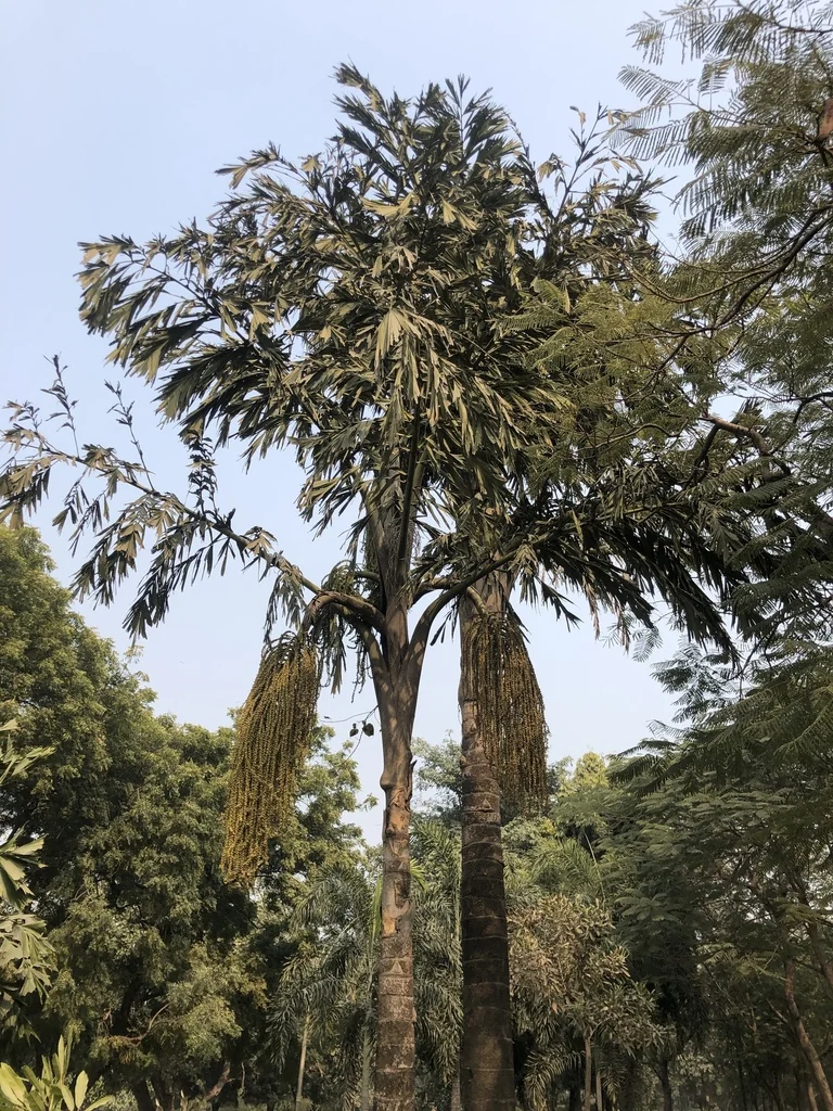 Caryota Urens