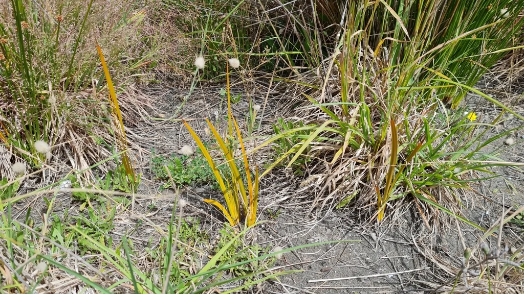 Libertia Peregrinans