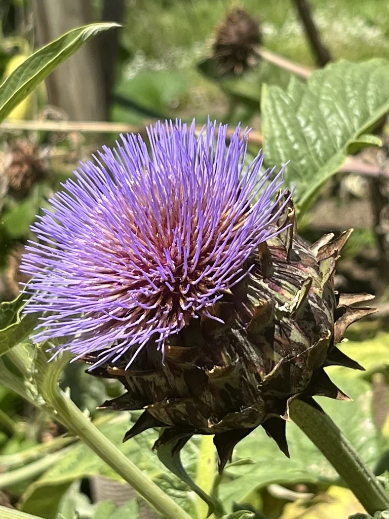 Cynara Scolymus