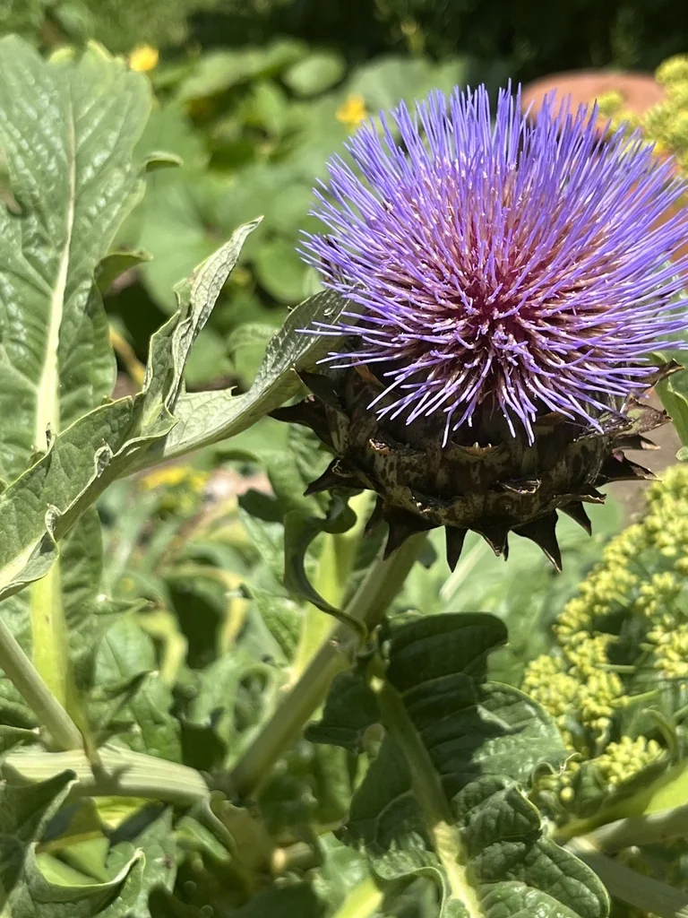 Cynara Scolymus