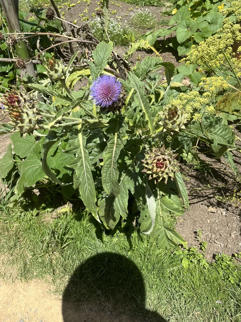 Cynara Scolymus