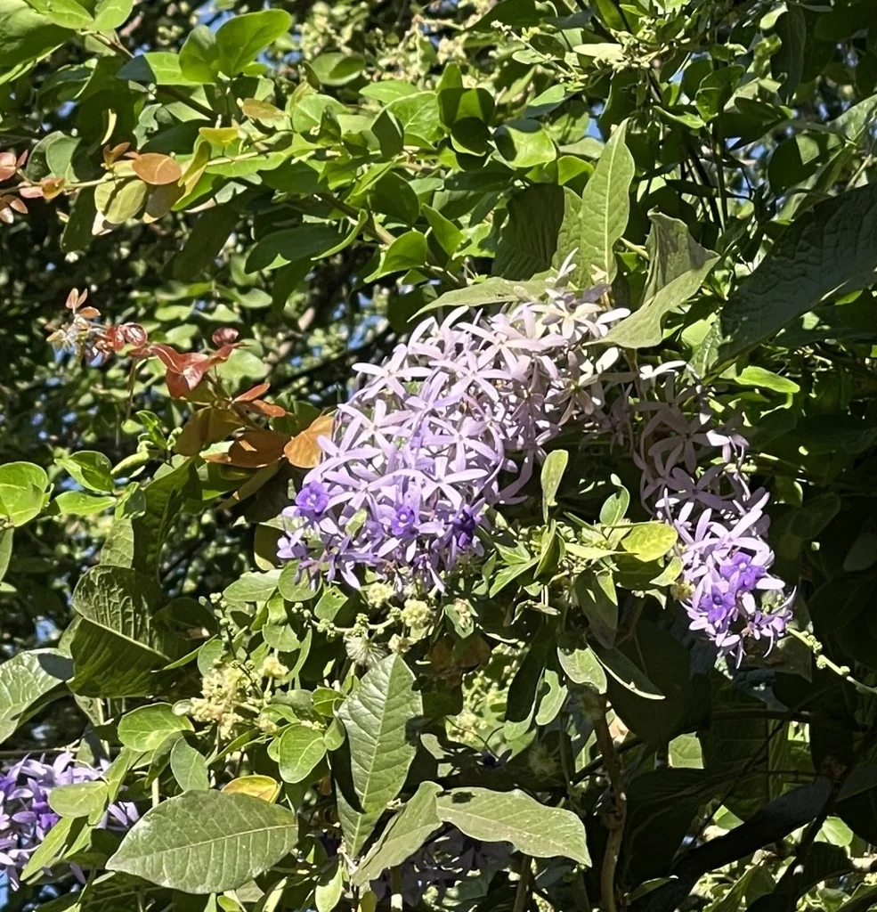 Petrea Volubilis