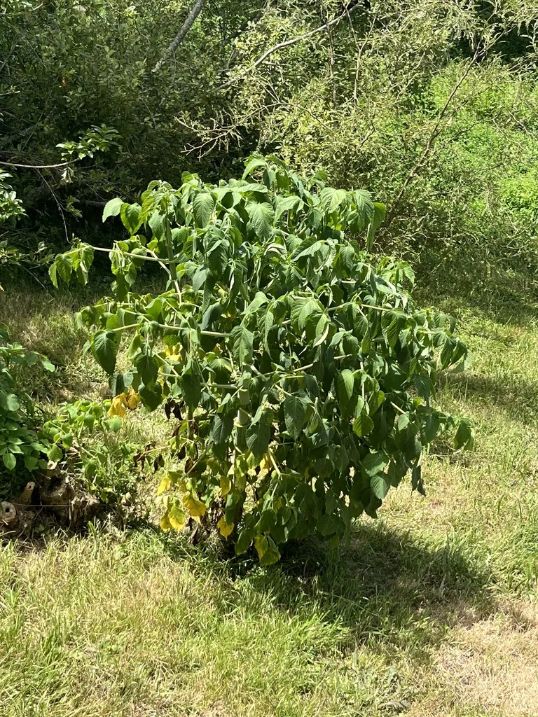 Dahlia Imperialis