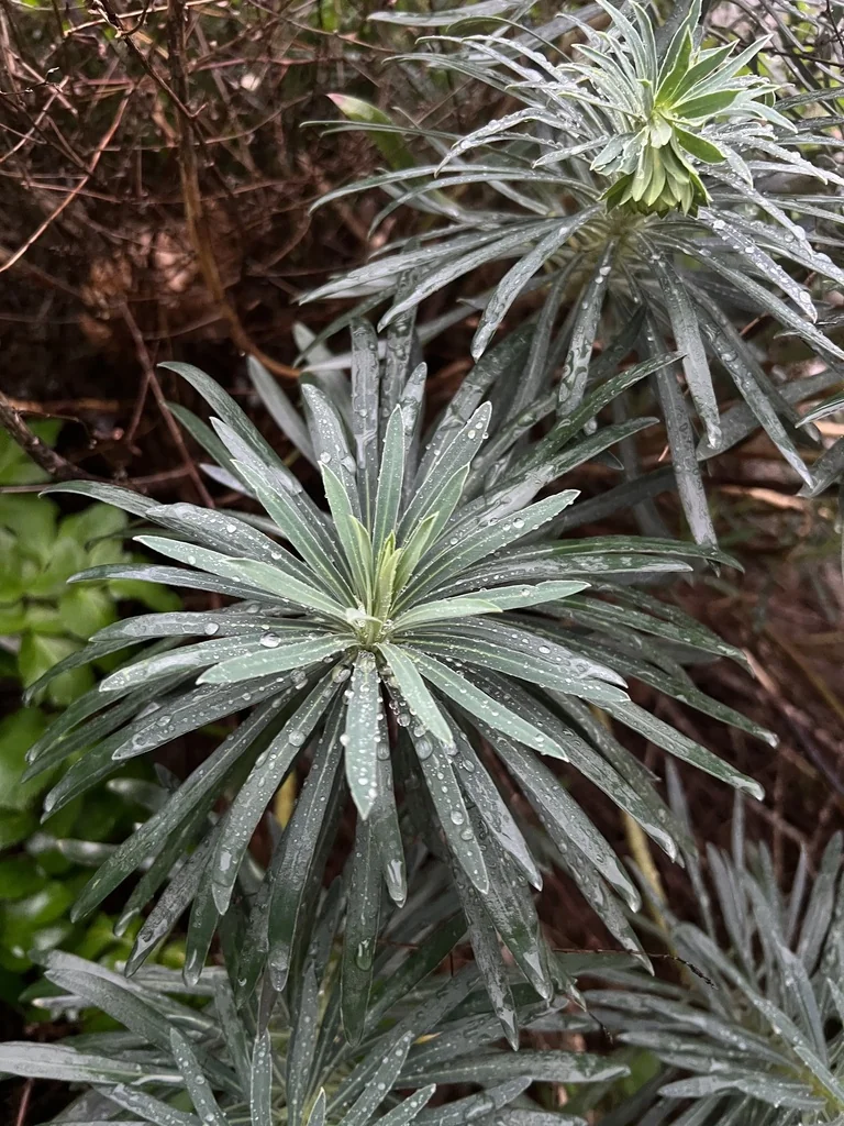 Euphorbia Characias Wulfenii