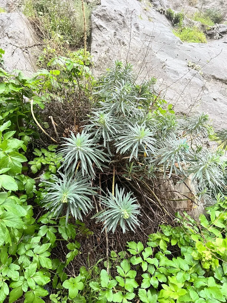 Euphorbia Characias Wulfenii