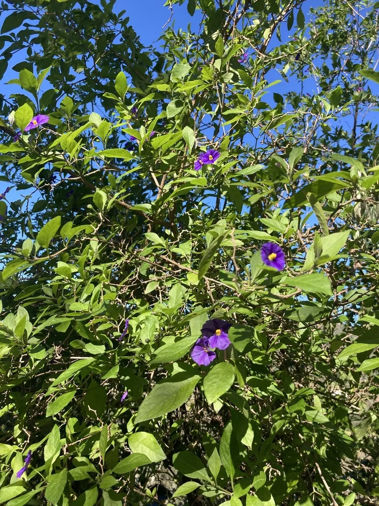 Lycianthes Rantonnetii