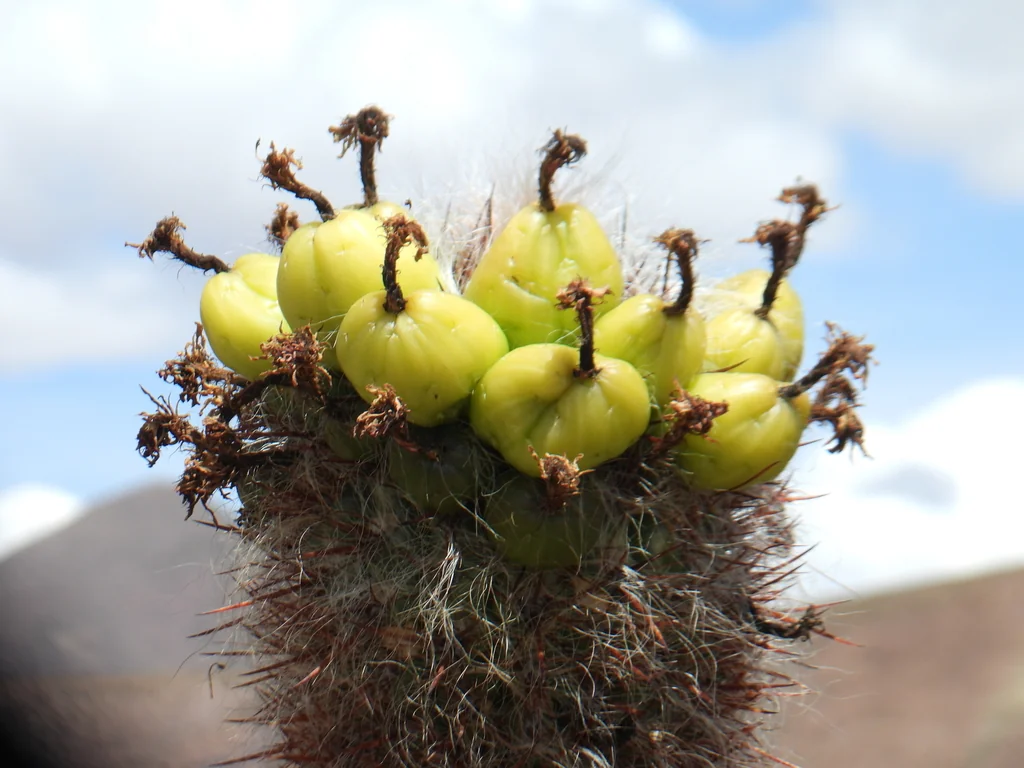 Oreocereus Celsianus