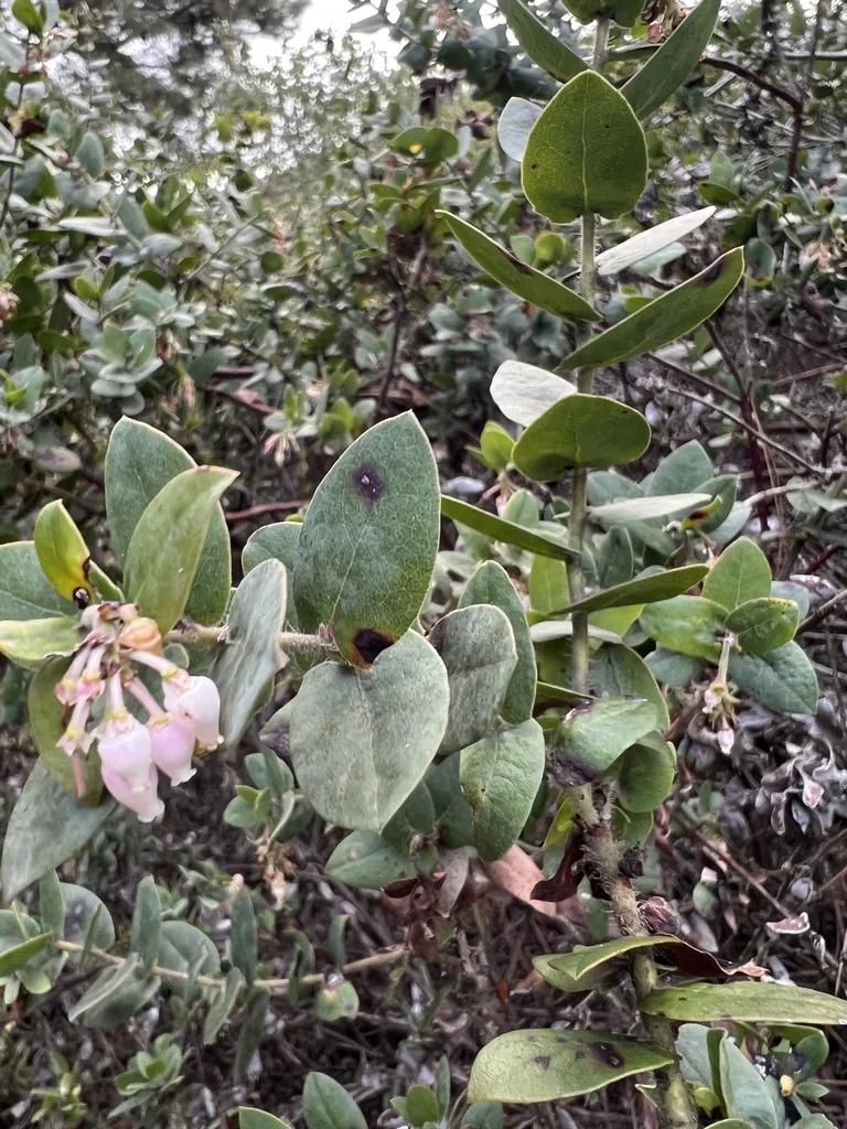 Arctostaphylos Pajaroensis