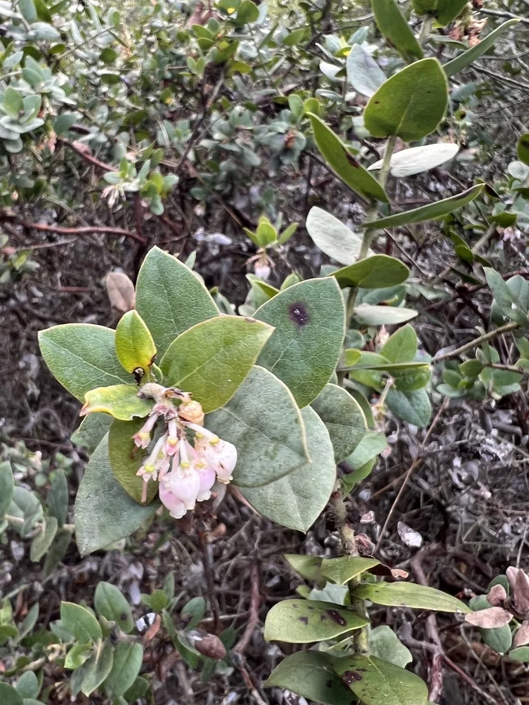 Arctostaphylos Pajaroensis