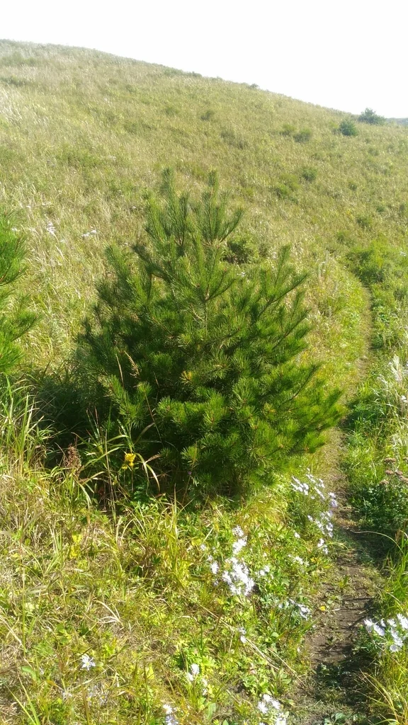 Pinus Densiflora