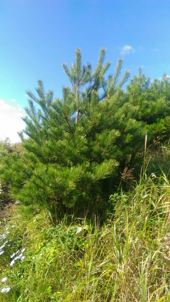 Pinus Densiflora