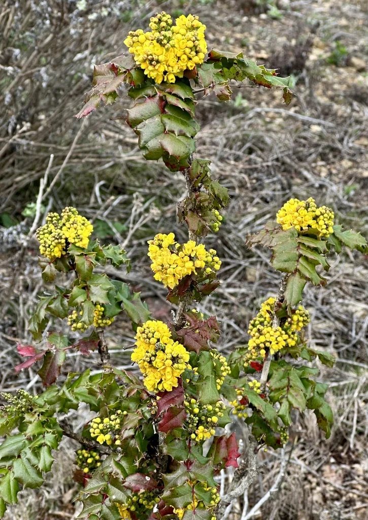 Berberis Pinnata