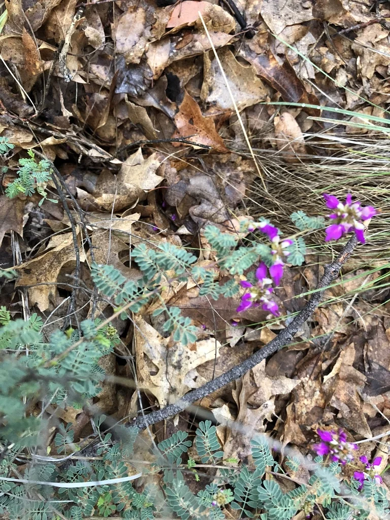 Dalea Frutescens