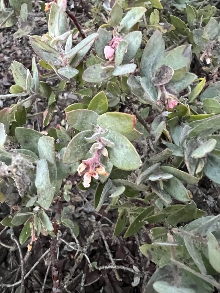Arctostaphylos Pajaroensis