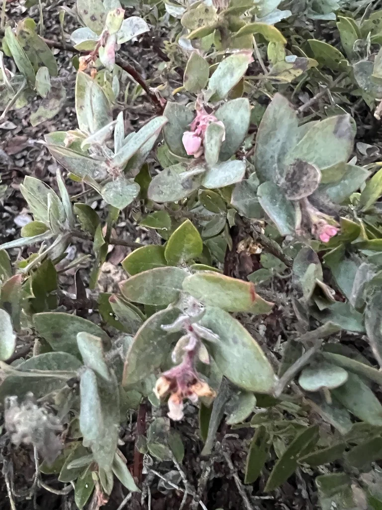 Arctostaphylos Pajaroensis