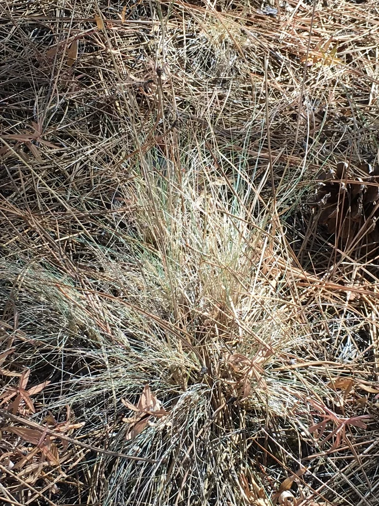 Festuca Idahoensis