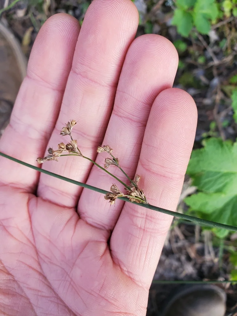 Juncus Patens