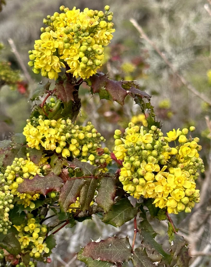Berberis Pinnata